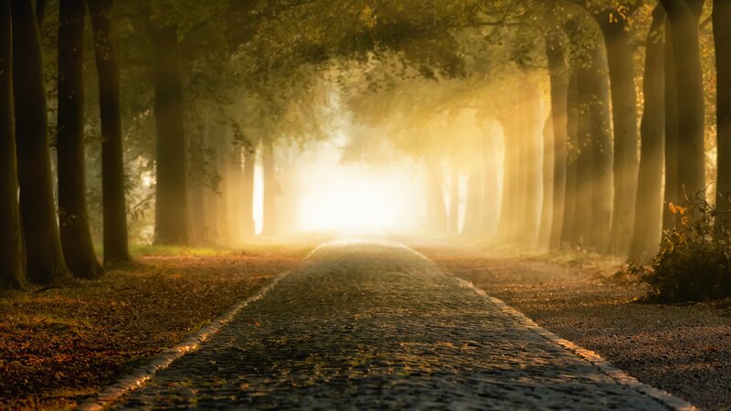 Cobblestone Path in Forest — Gold