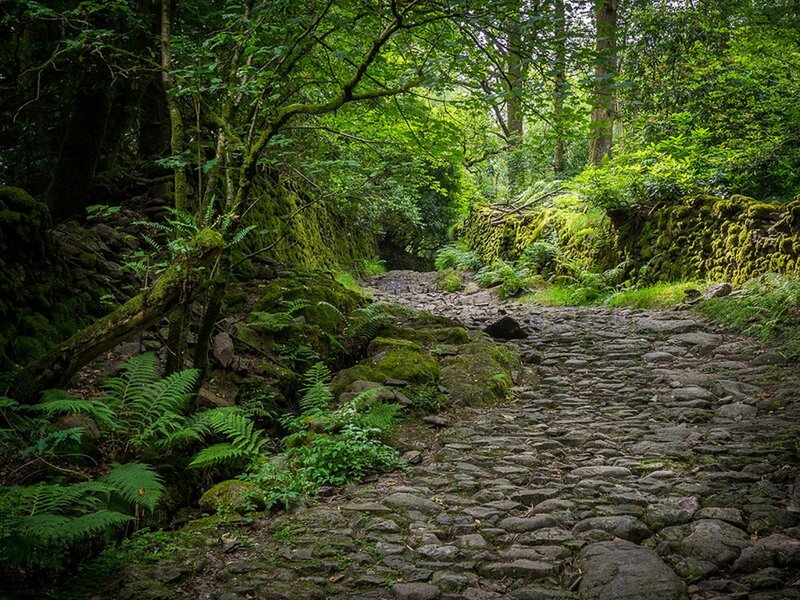 Cobblestone Path in Forest — Green, Serene