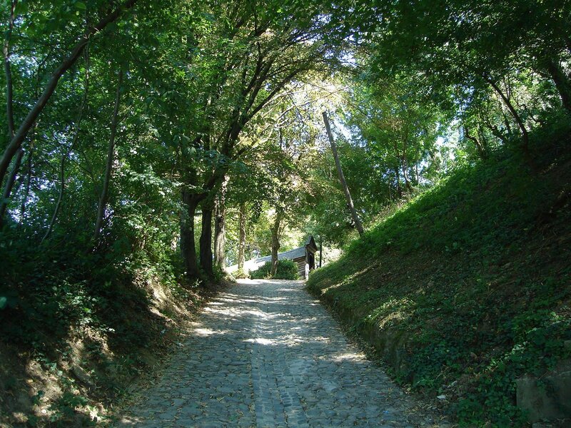 Cobblestone Path in Forest — Green