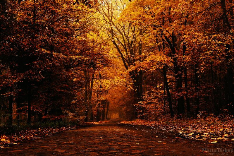 Cobblestone Path in Forest — Orange