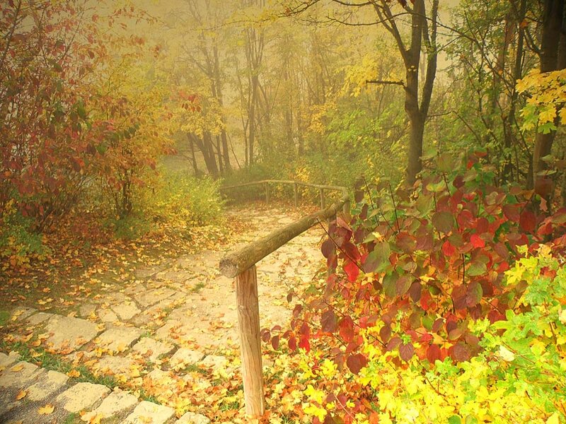 Cobblestone Path in Forest — Yellow