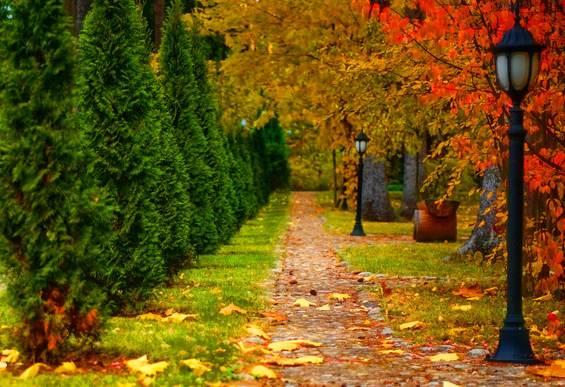 Cobblestone Path in Park — Green, Serene, Autumn