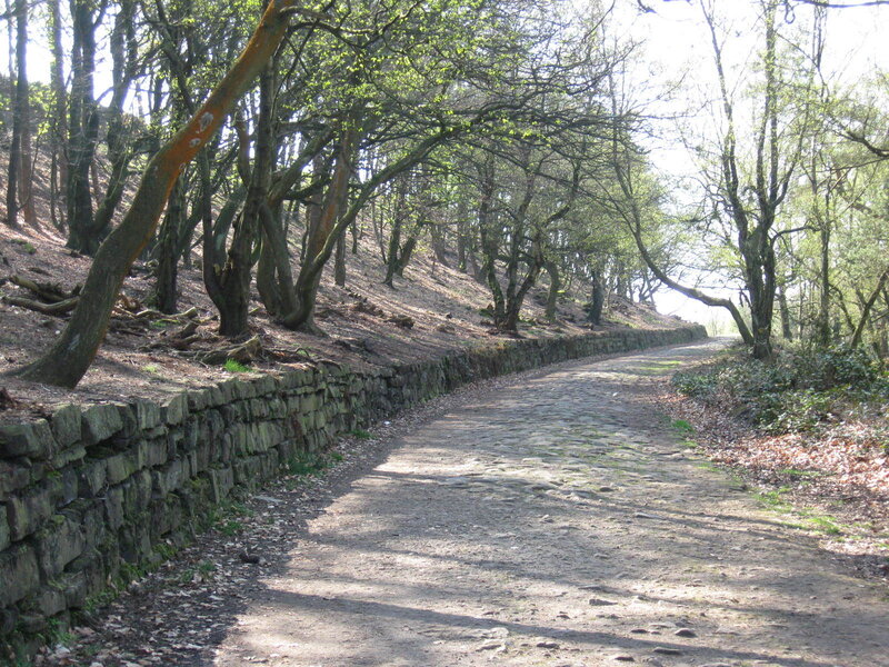 Cobblestone path in wooded area