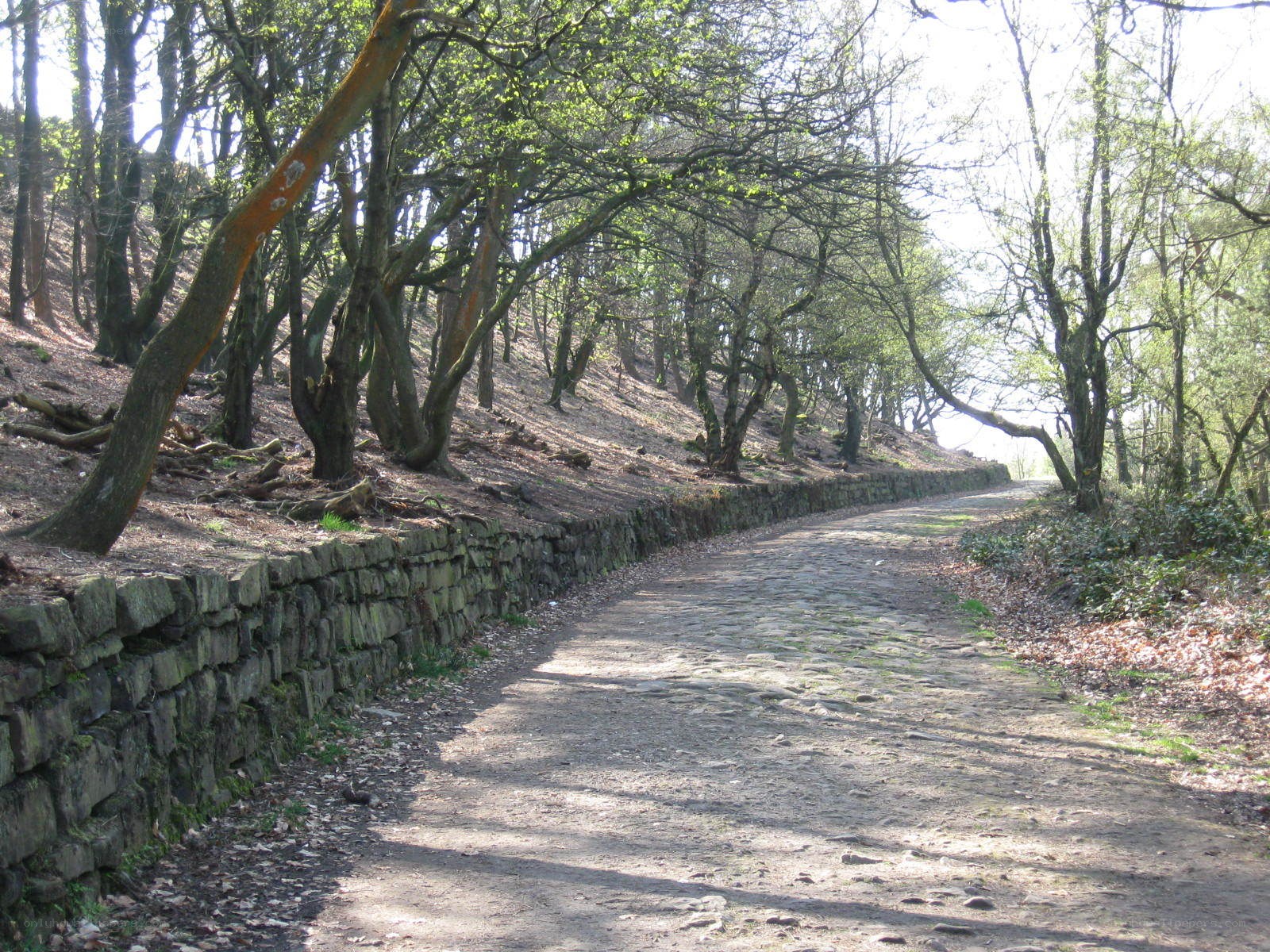 Cobblestone path in wooded area