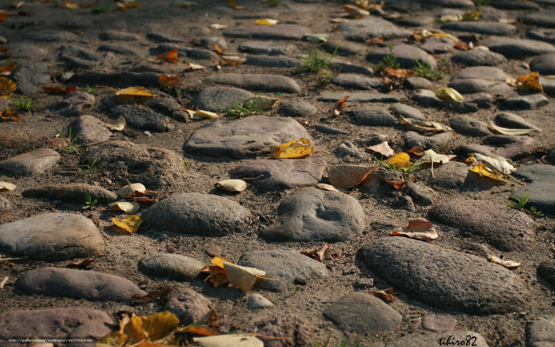 cobblestone path with autumn leaves