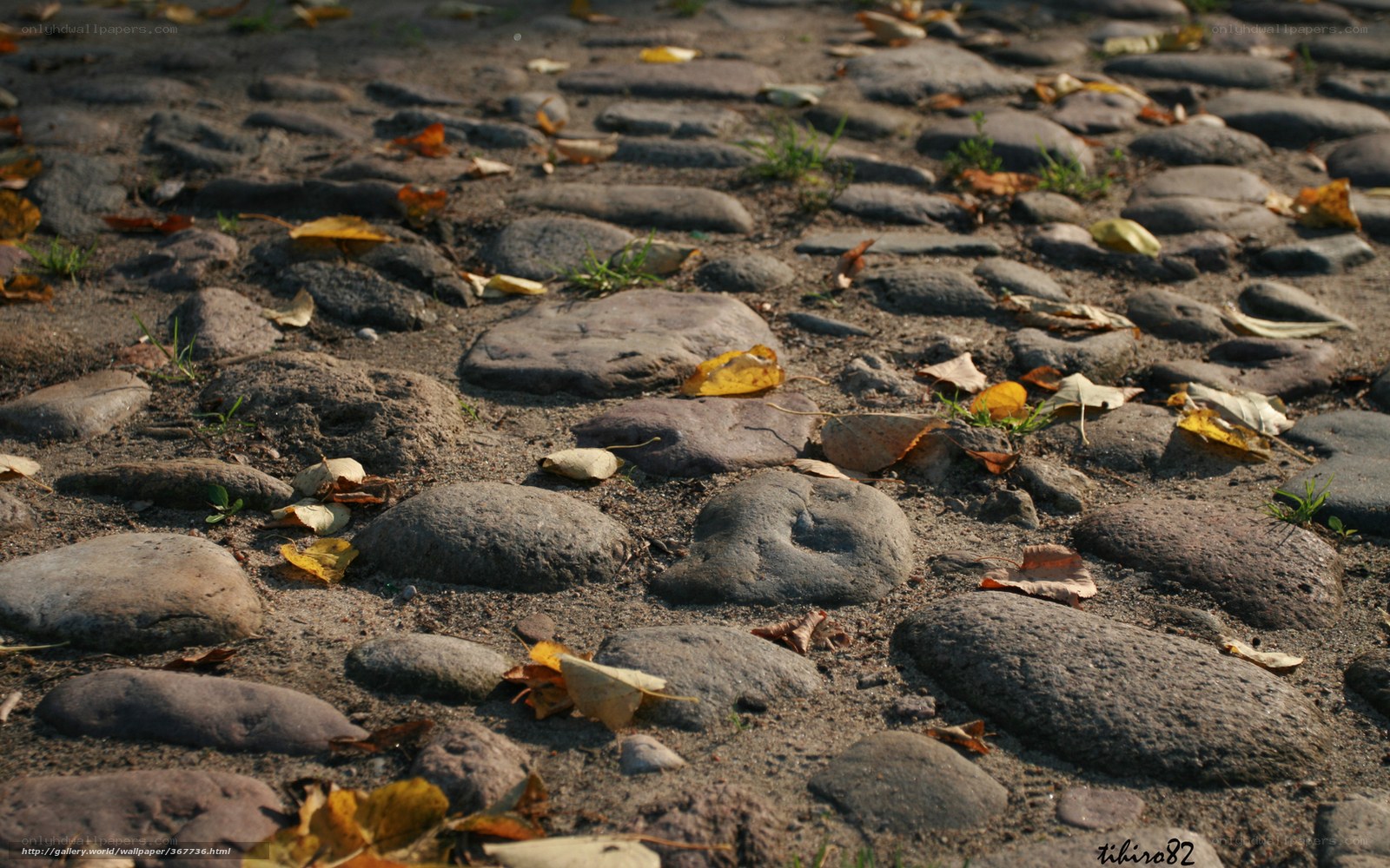 cobblestone path with autumn leaves