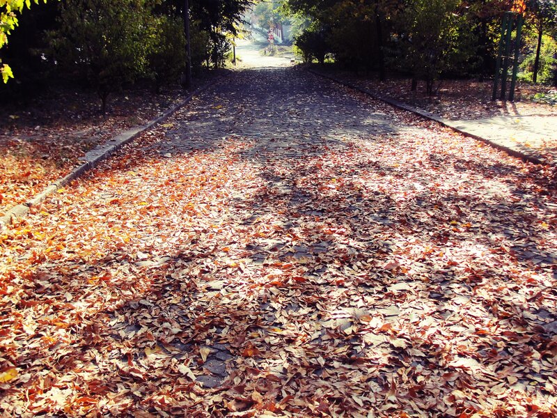 Cobblestone Path with Leaves — Brown