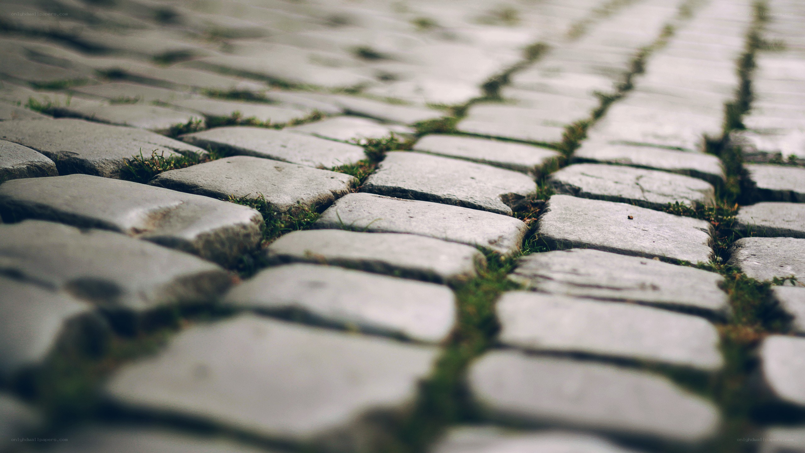 cobblestone path with moss
