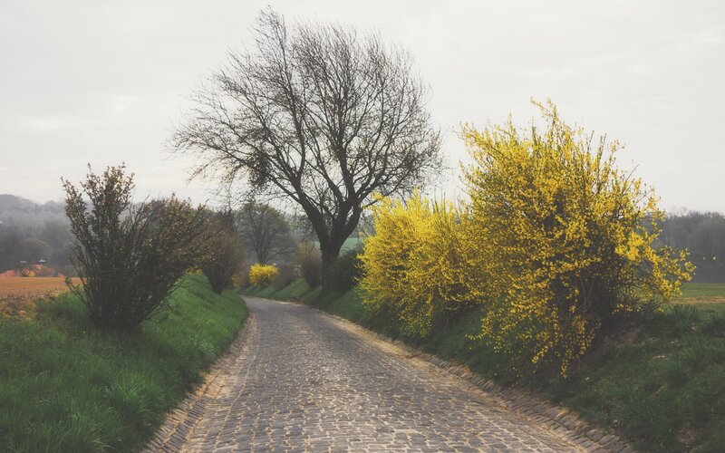 Cobblestone path with yellow bushes