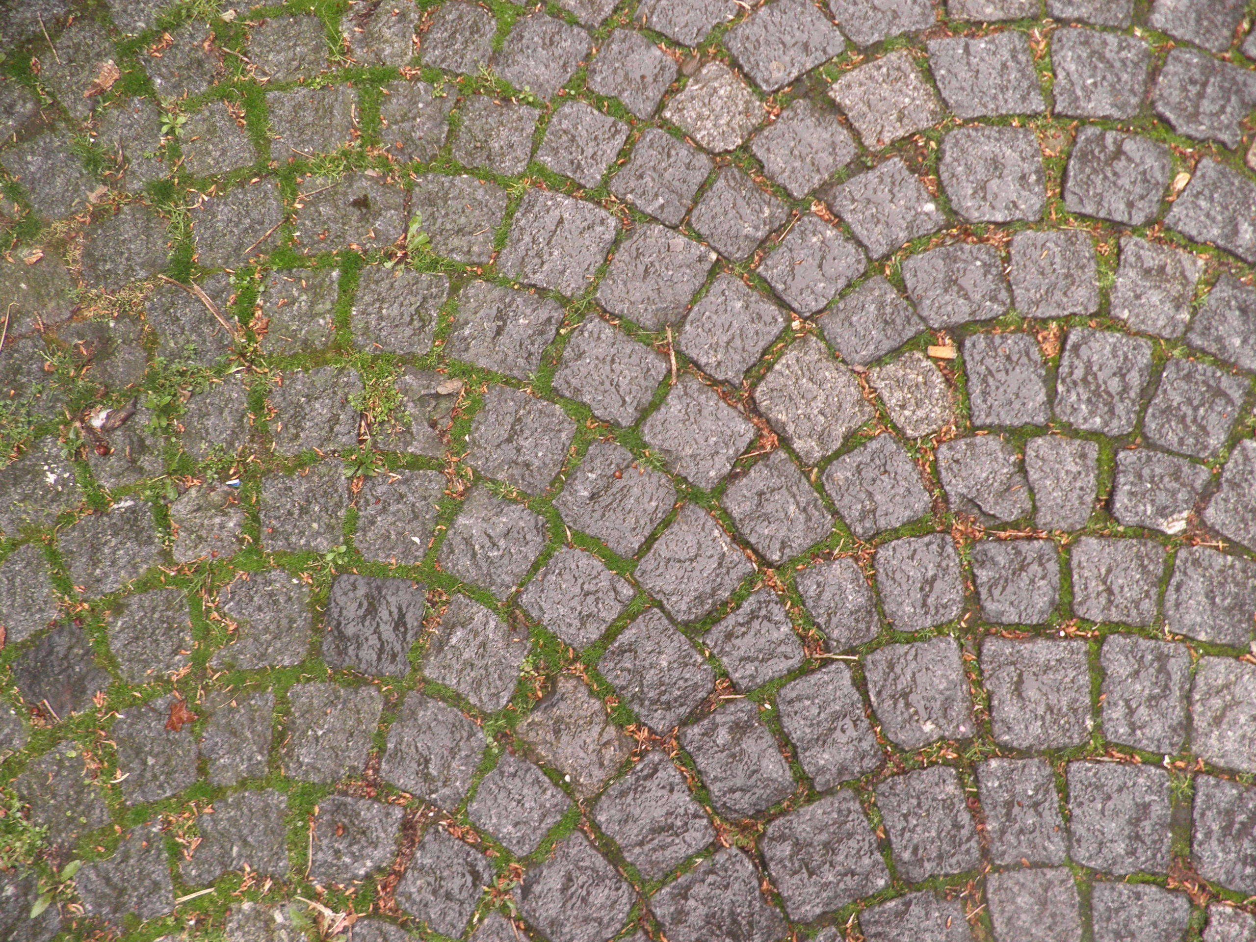 cobblestone pavement with moss