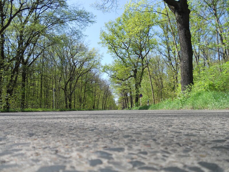 Cobblestone Road in Forest — Green