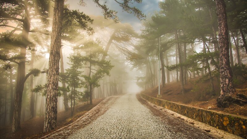 Cobblestone Road in Forest