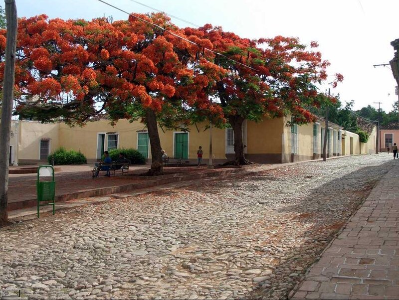 Cobblestone Street with Trees