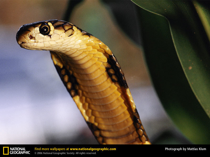 Cobra in a natural setting