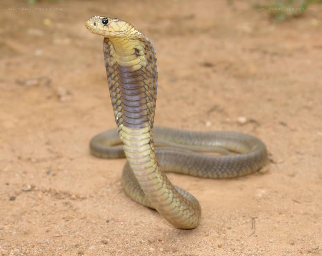 Cobra in defensive posture