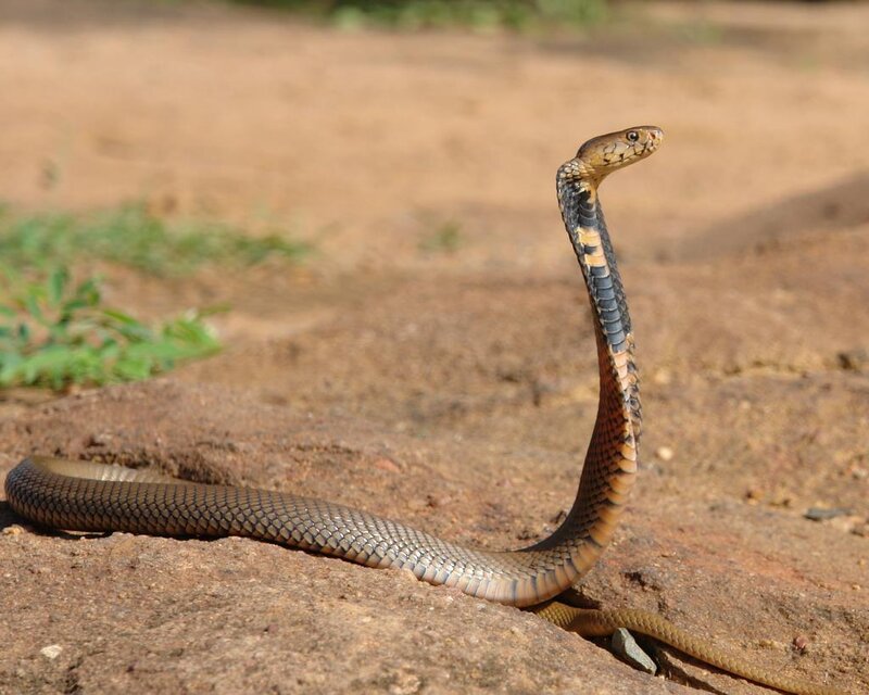 Cobra in defensive posture