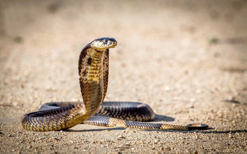 Cobra in Defensive Posture — Brown