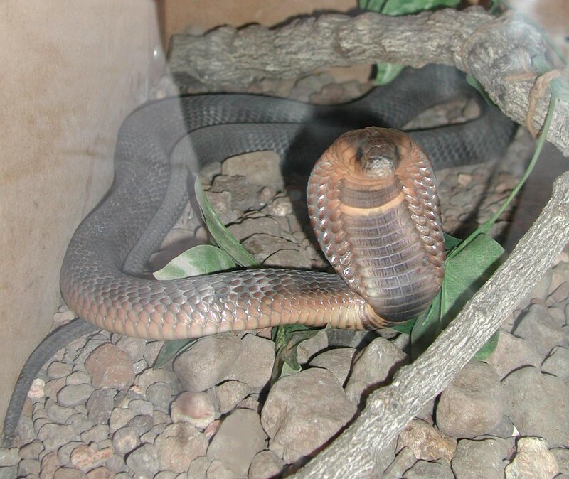 cobra in enclosure
