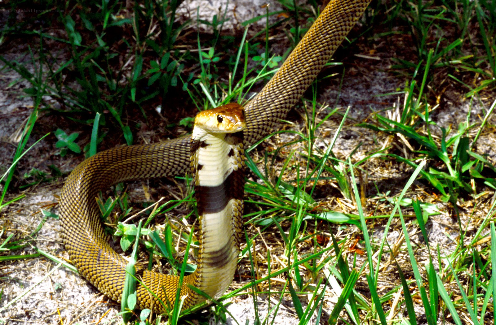 Cobra in grassy area
