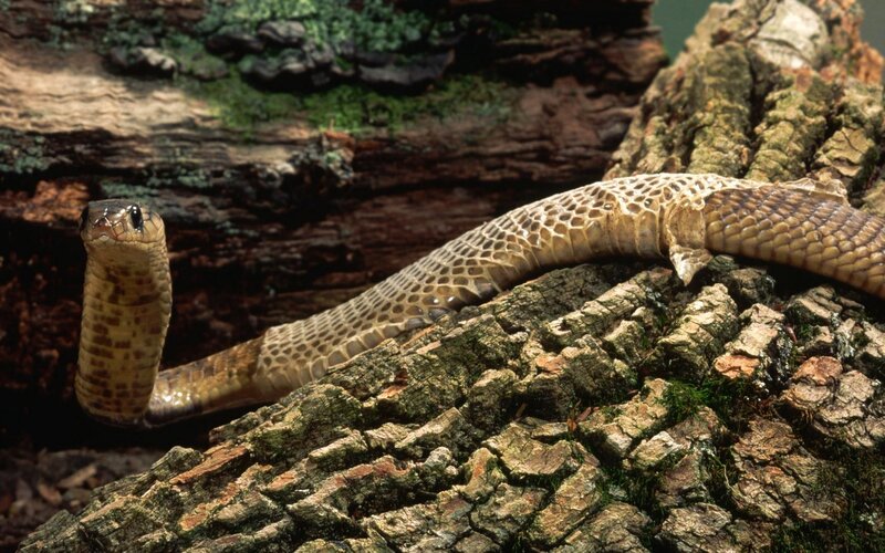 Cobra on a mossy log