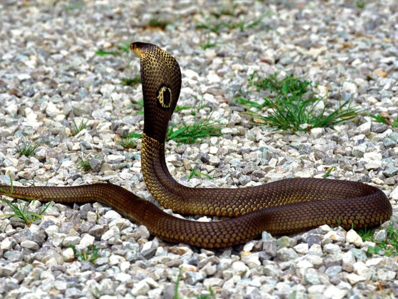 Cobra on Gravel