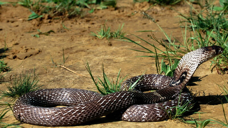Cobra on Sandy Ground