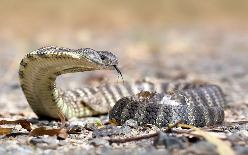 Cobra Snake Coiled — Brown