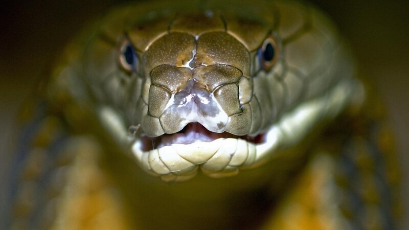 Cobra Snake Head — Green