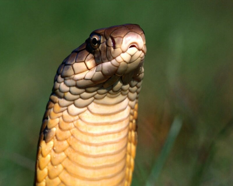 Cobra Snake Head