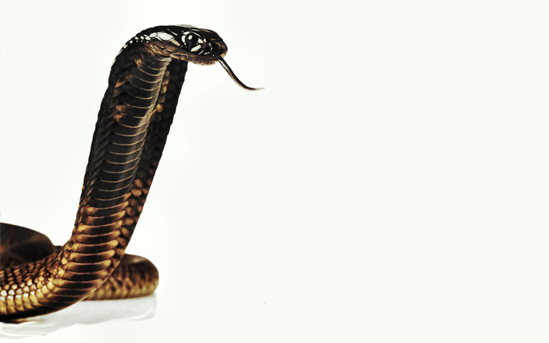 Cobra Snake in Defense