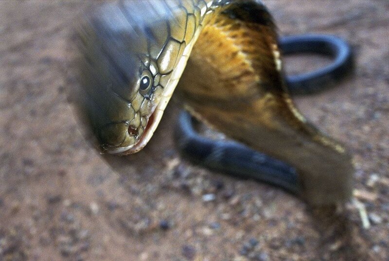 Cobra Snake on Ground