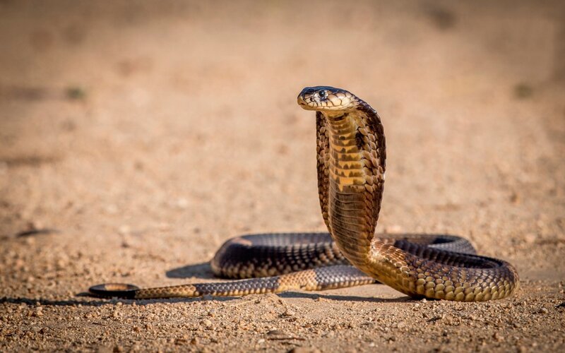 Cobra Snake on Sand