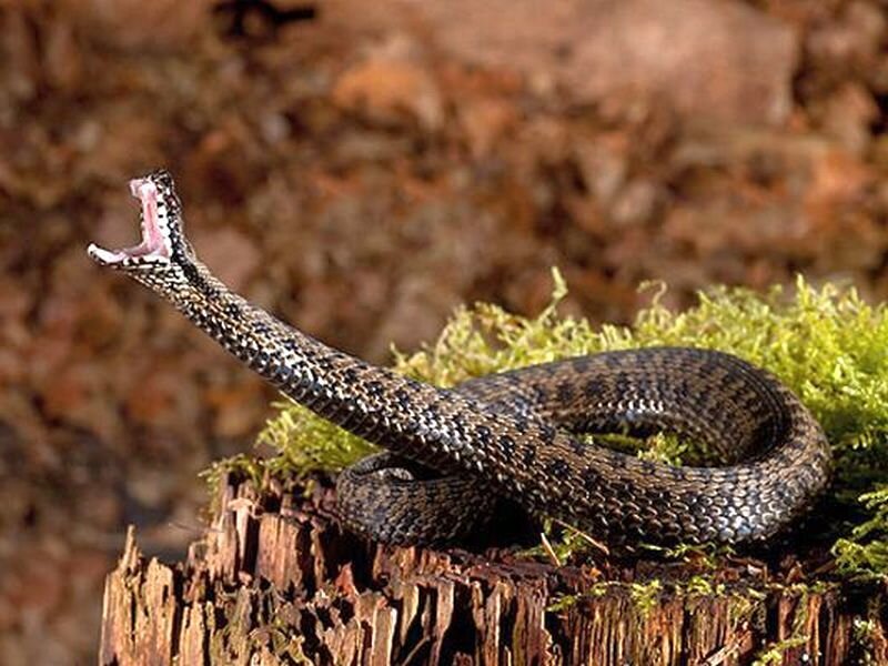 Cobra Snake on Stump