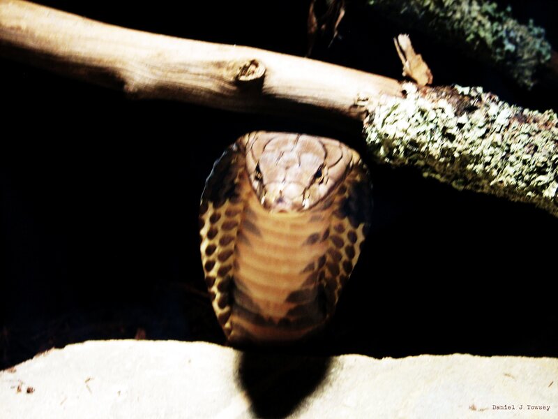 Cobra under a branch