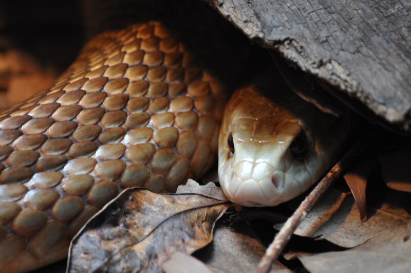 cobra under a log