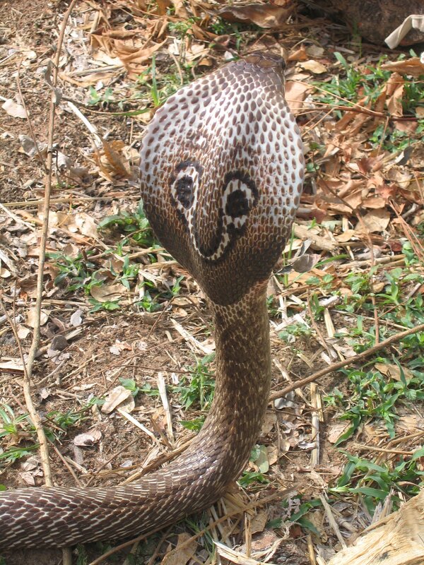 Cobra with flared hood