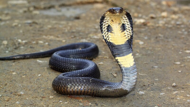 Cobra with Flared Hood — Black