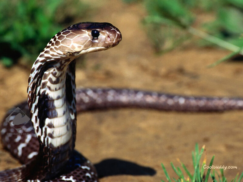 Cobra with Flared Hood — Brown, Alert, Afternoon, Photograph, Snake