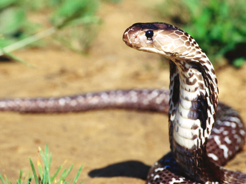 Cobra with Flared Hood — Brown, Alert, Afternoon, Photograph