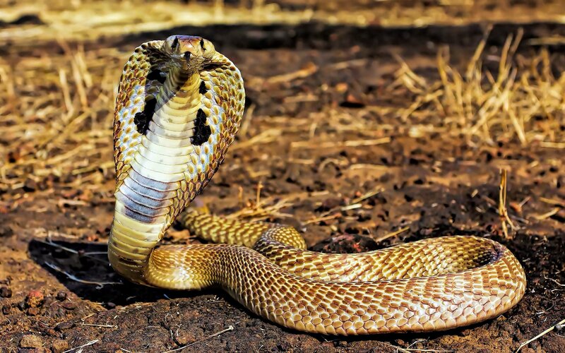 Cobra with Flared Hood — Brown, Alert