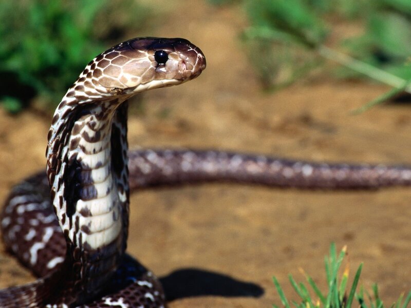 Cobra with Flared Hood — Brown