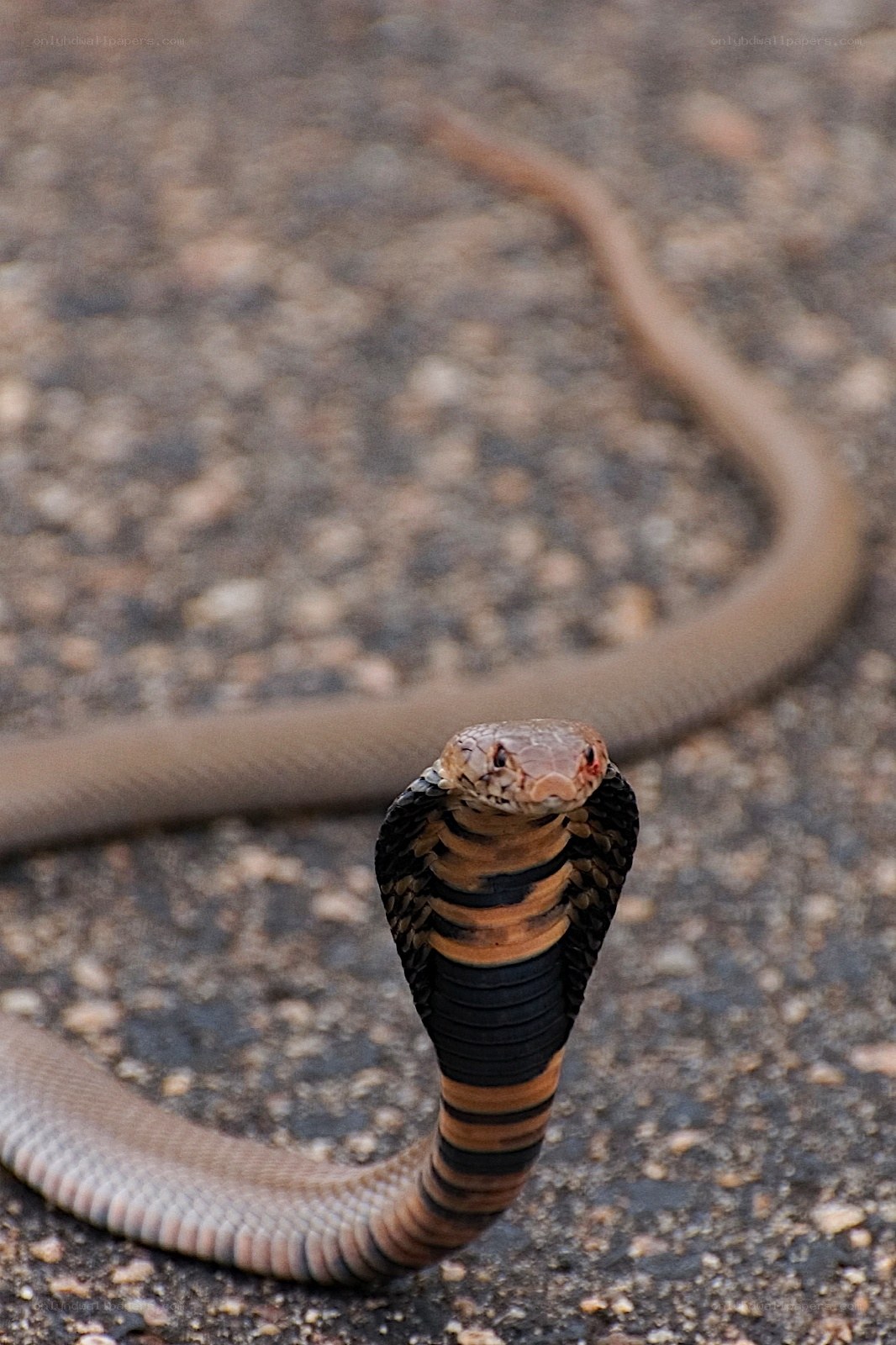 Cobra with flared hood