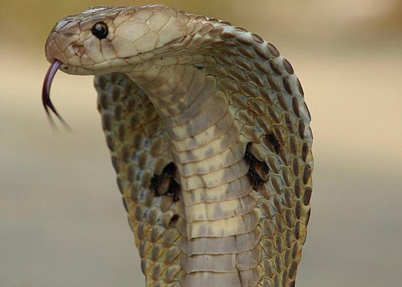 Cobra with Hood Expanded