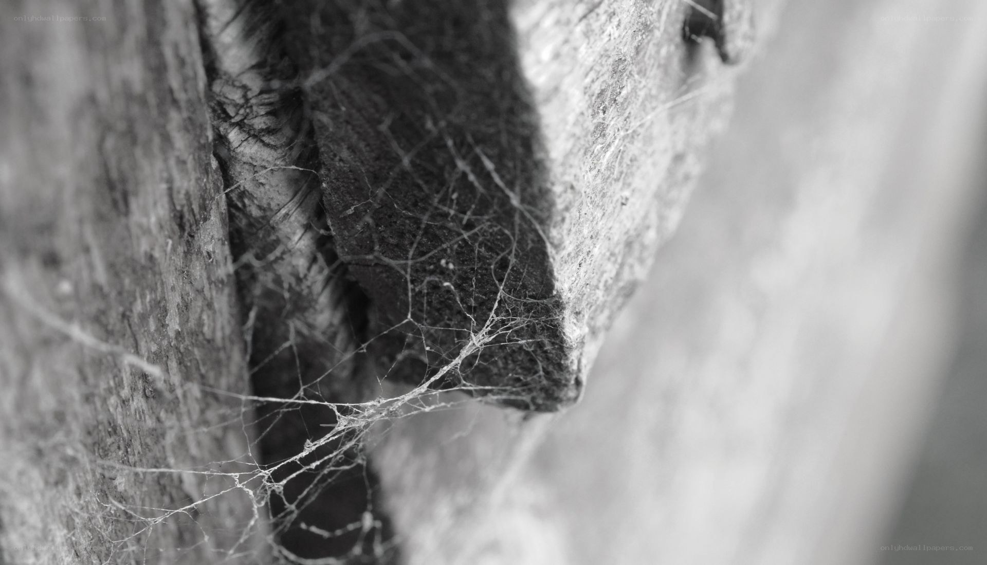 cobweb on weathered wood