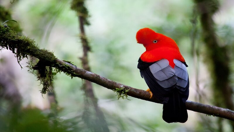 Cock-of-the-rock Bird — Red