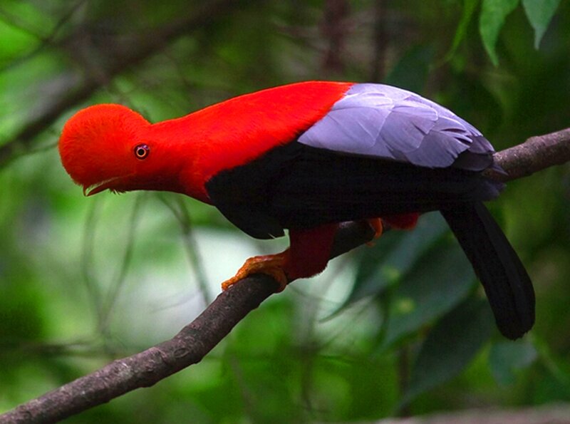 Cock-of-the-rock Bird