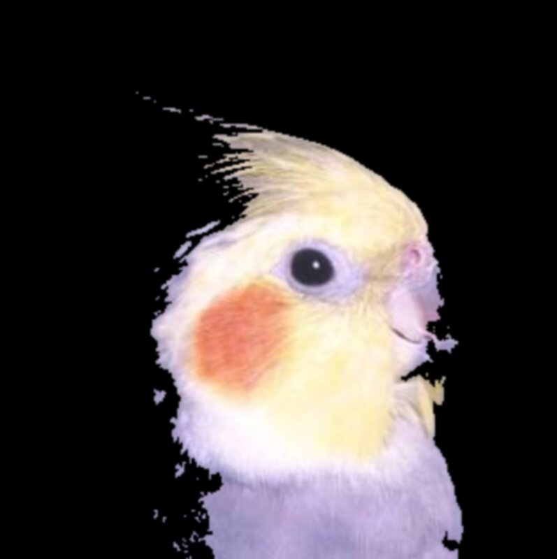 Cockatiel bird head