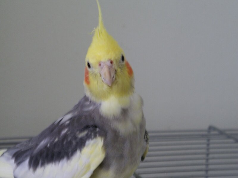 cockatiel bird in a cage