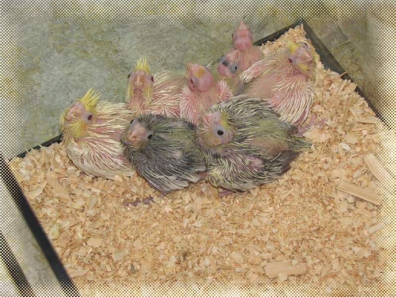 Cockatiel Chicks in Nest