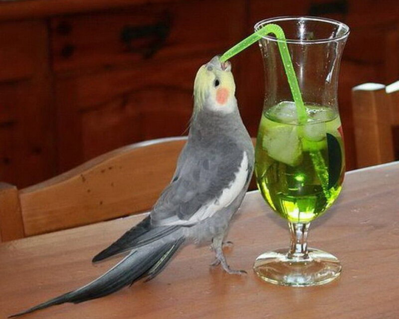 Cockatiel Drinking from Glass
